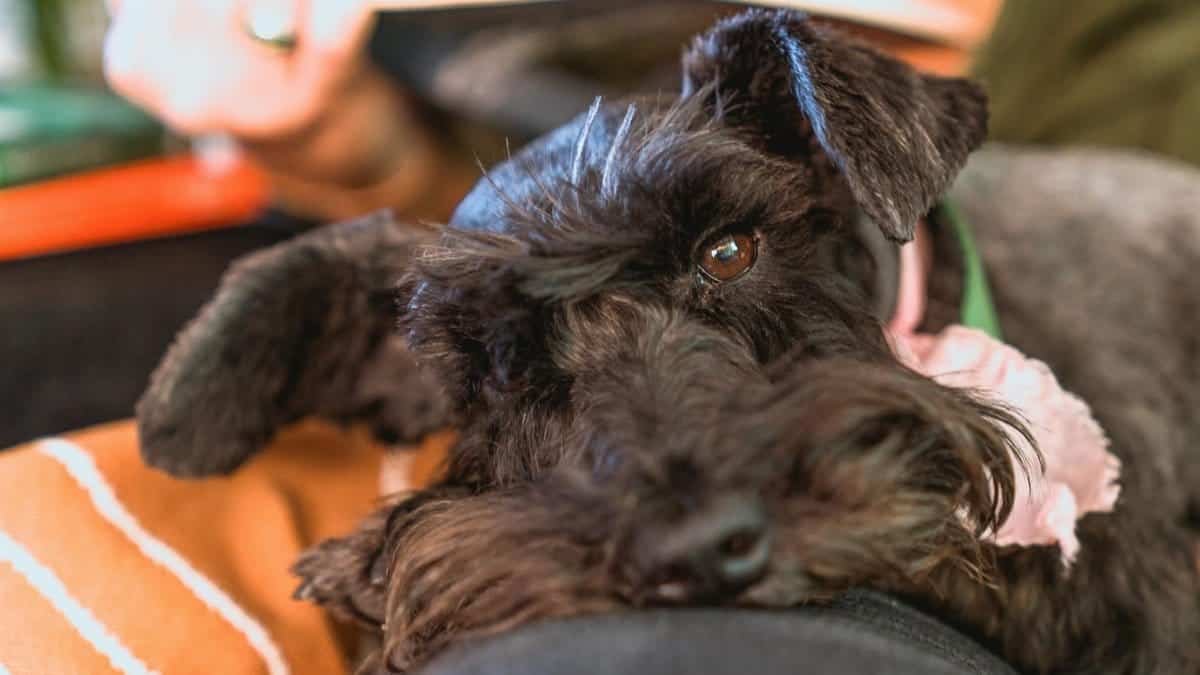 Close-up of a cute Miniature Schnauzer dog lounging on a lap indoors.