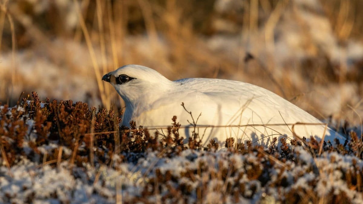White Rock Ptarmigan camouflaged in Iceland's snowy winter landscape.