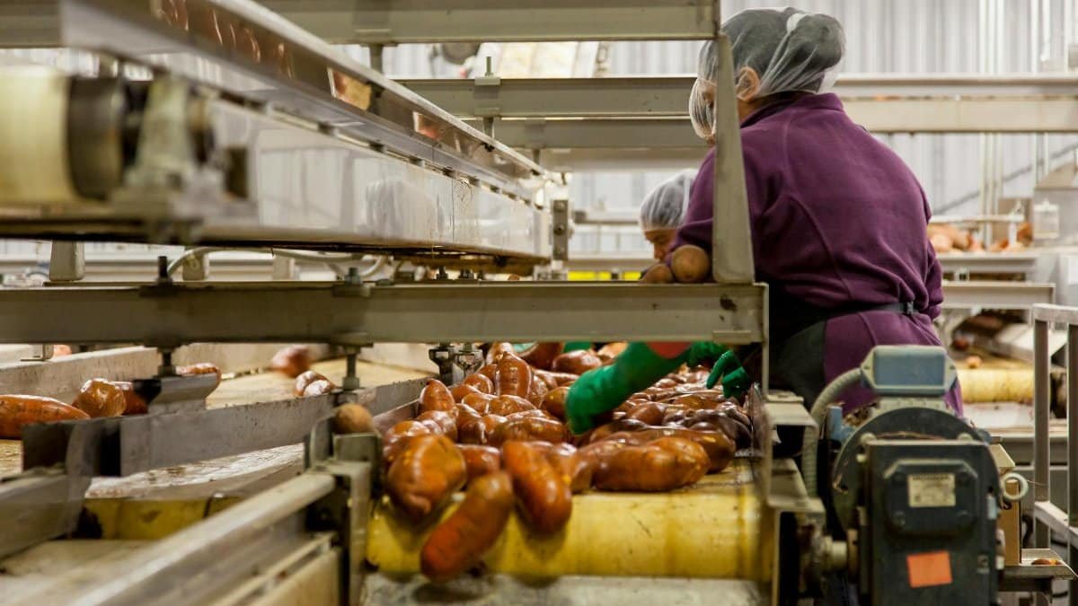 Workers sorting sweet potatoes in an industrial setting on a conveyor belt.