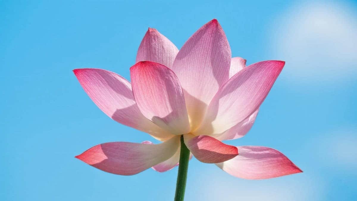 A stunning pink lotus flower blooming with vivid petals under a clear blue sky, symbolizing purity and serenity.