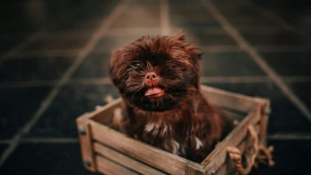 Cute brown puppy with tongue out sitting inside a rustic wooden box, looking charming and fluffy.
