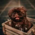 Cute brown puppy with tongue out sitting inside a rustic wooden box, looking charming and fluffy.