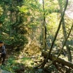 A man sits on a rock amidst a sunlit forest, enjoying a tranquil moment in nature.