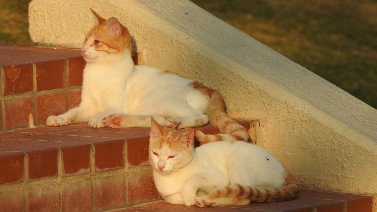 Two cute orange and white cats relaxing on sunny brick steps outdoors.