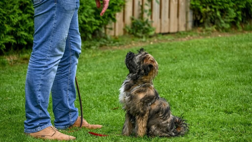 A Tibetan Terrier dog sitting attentively for training in a backyard setting.