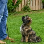 A Tibetan Terrier dog sitting attentively for training in a backyard setting.