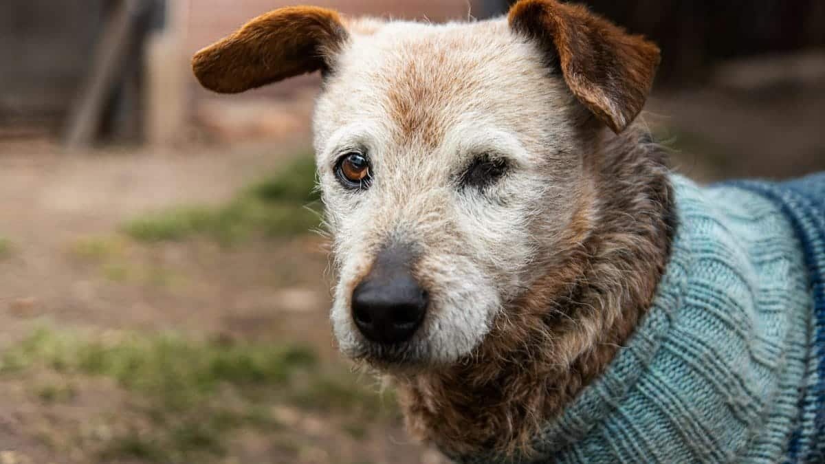 A senior dog with one eye wears a cozy sweater outdoors, showcasing wisdom and resilience.