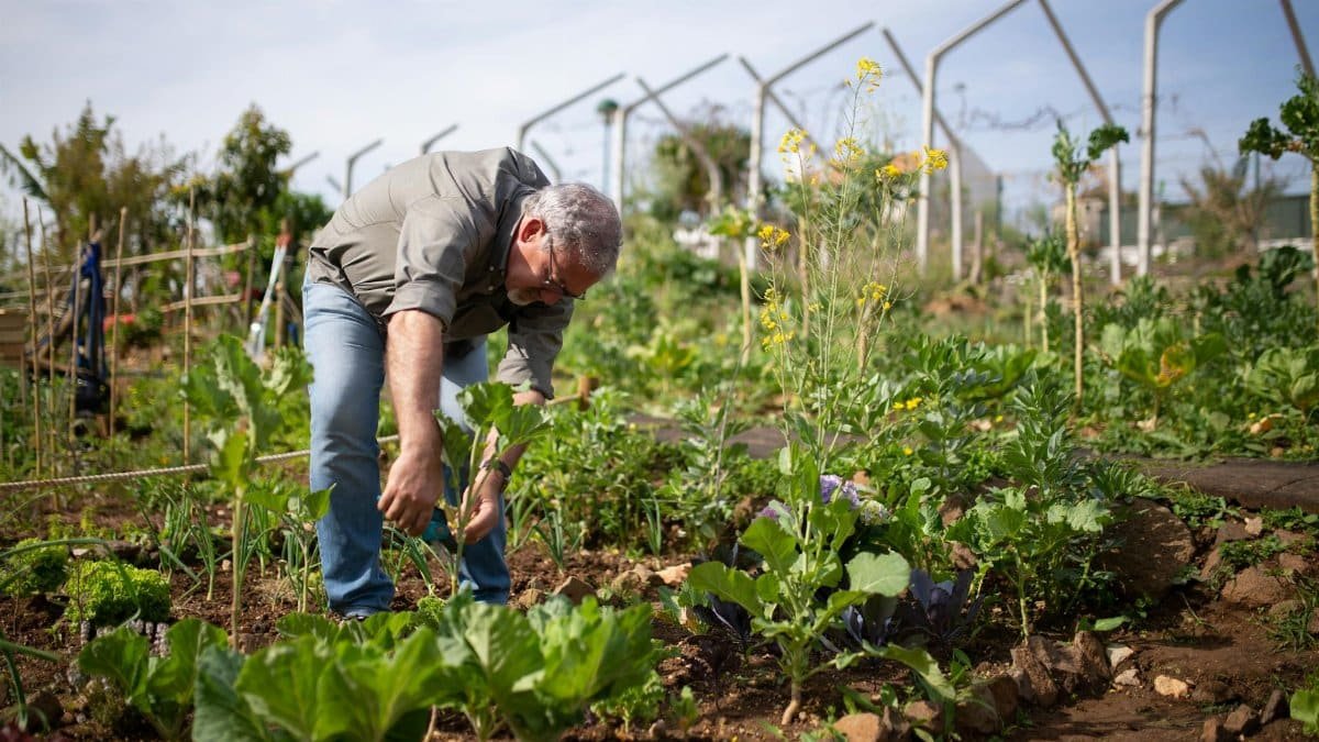 A man gardening in a lush vegetable garden under the bright sun in Portugal.