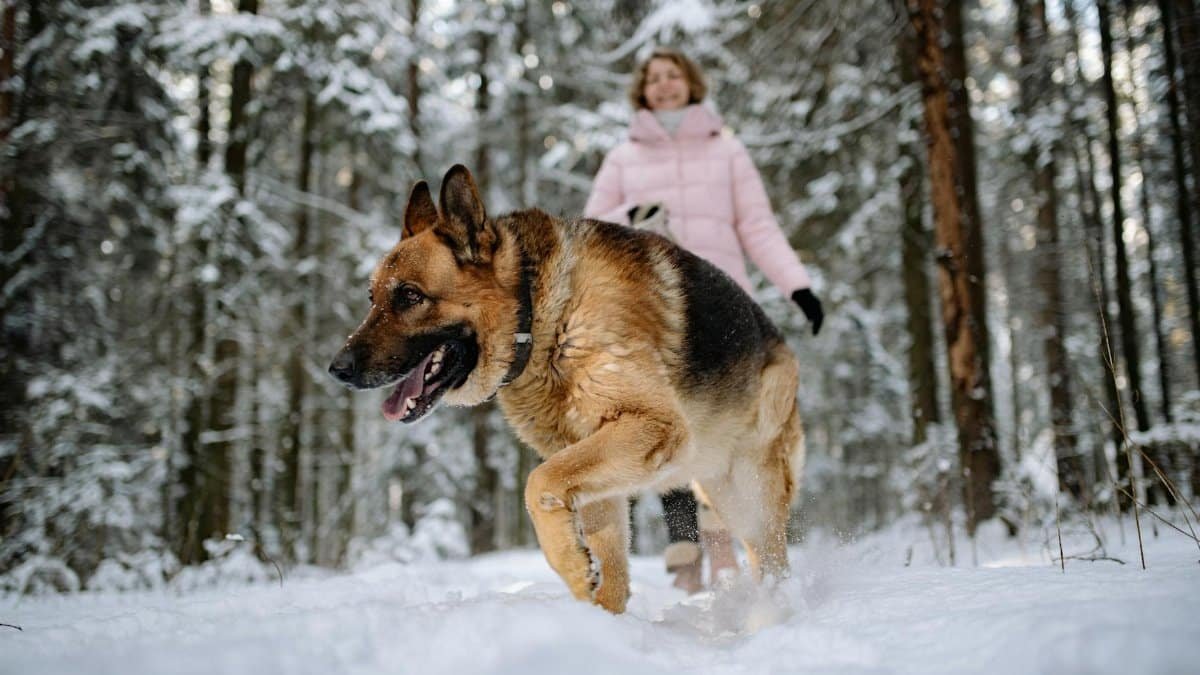German Shepherd playing in snowy woods with woman in pink coat.