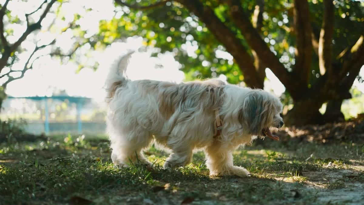 Adorable Havanese dog strolling in a sunlit park with lush green trees.