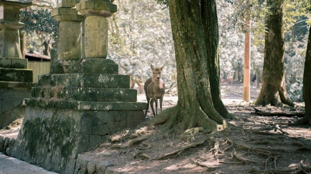 A tranquil deer stands amidst lush trees and ancient stone lanterns in Nara Park, Japan.