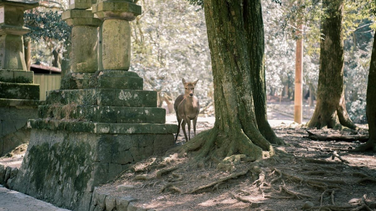 A tranquil deer stands amidst lush trees and ancient stone lanterns in Nara Park, Japan.