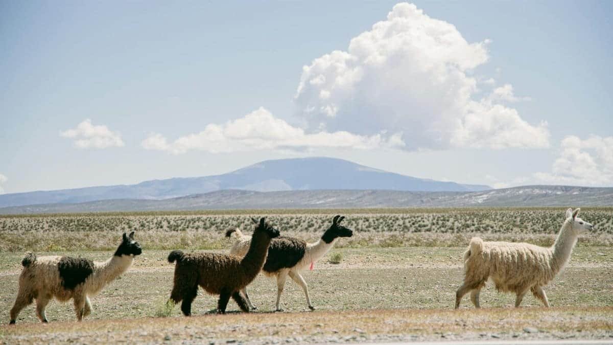 A group of llamas walking across a road in San Pedro de Atacama, Chile.