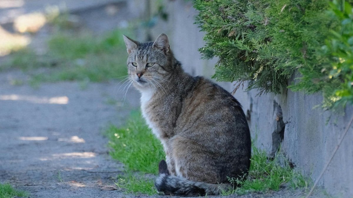 A peaceful tabby cat sits on a path beside a bush under the morning sun.