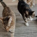 A playful group of domestic cats exploring and relaxing indoors on a carpet.