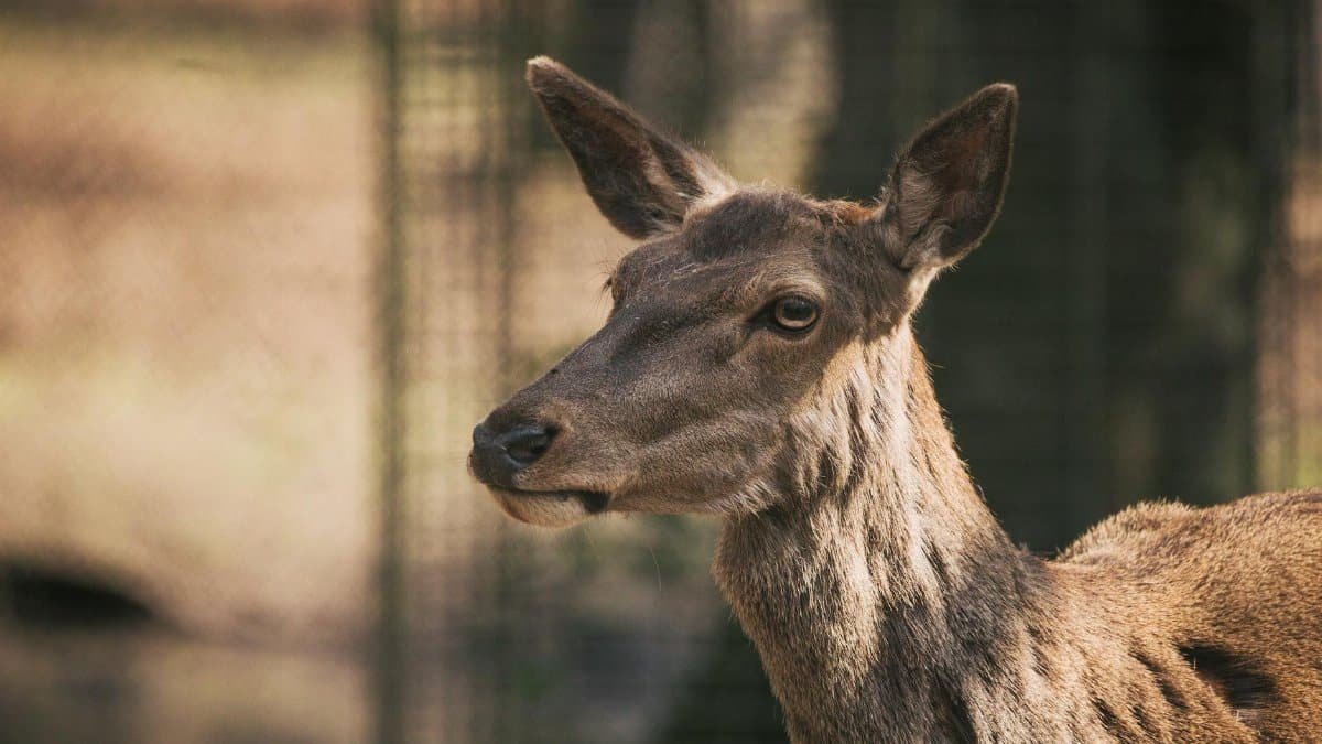 A detailed close-up portrait of a wild deer with blurred background in natural habitat.
