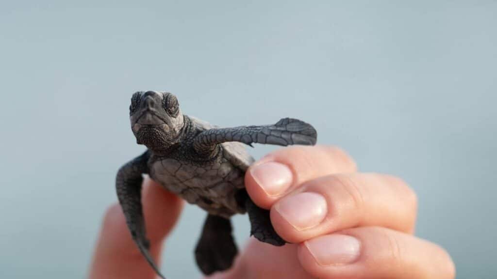 A close-up of a hand holding a tiny baby sea turtle against a blurred background.