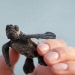 A close-up of a hand holding a tiny baby sea turtle against a blurred background.