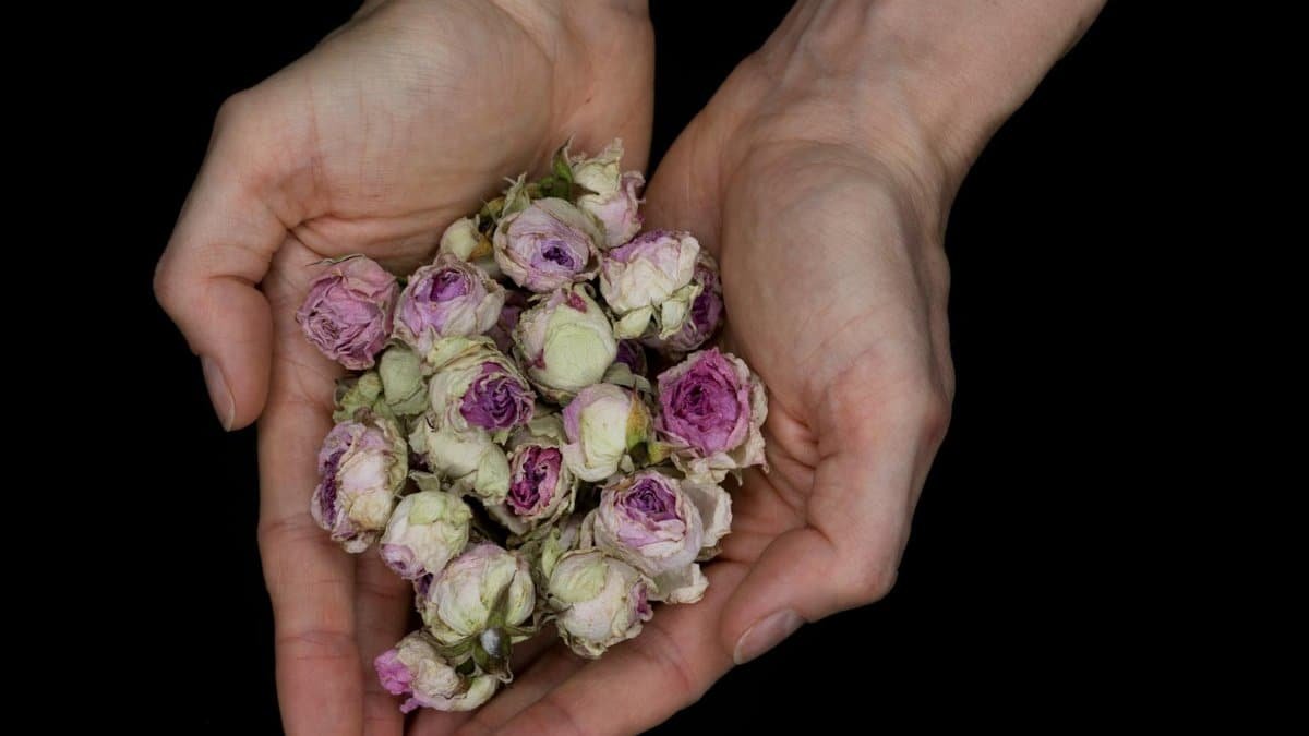 Delicate hands holding dried roses against a black background. Elegant and artistic composition.