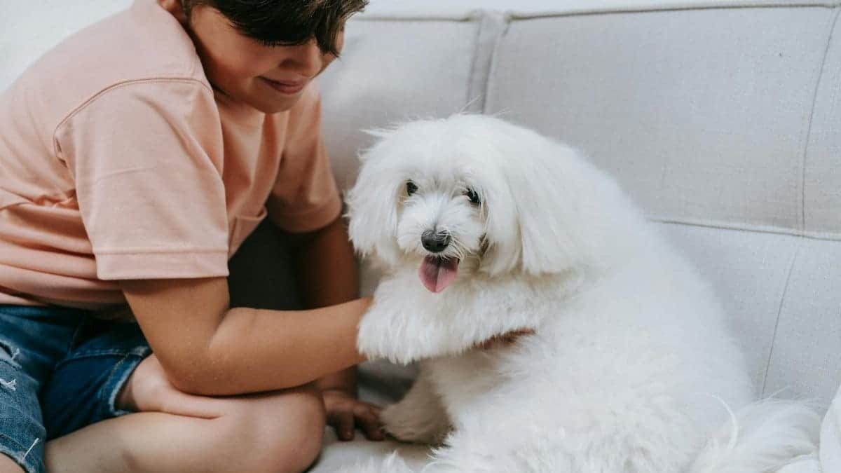 Young boy enjoys playful moment with fluffy white Maltese dog on a light-colored sofa.