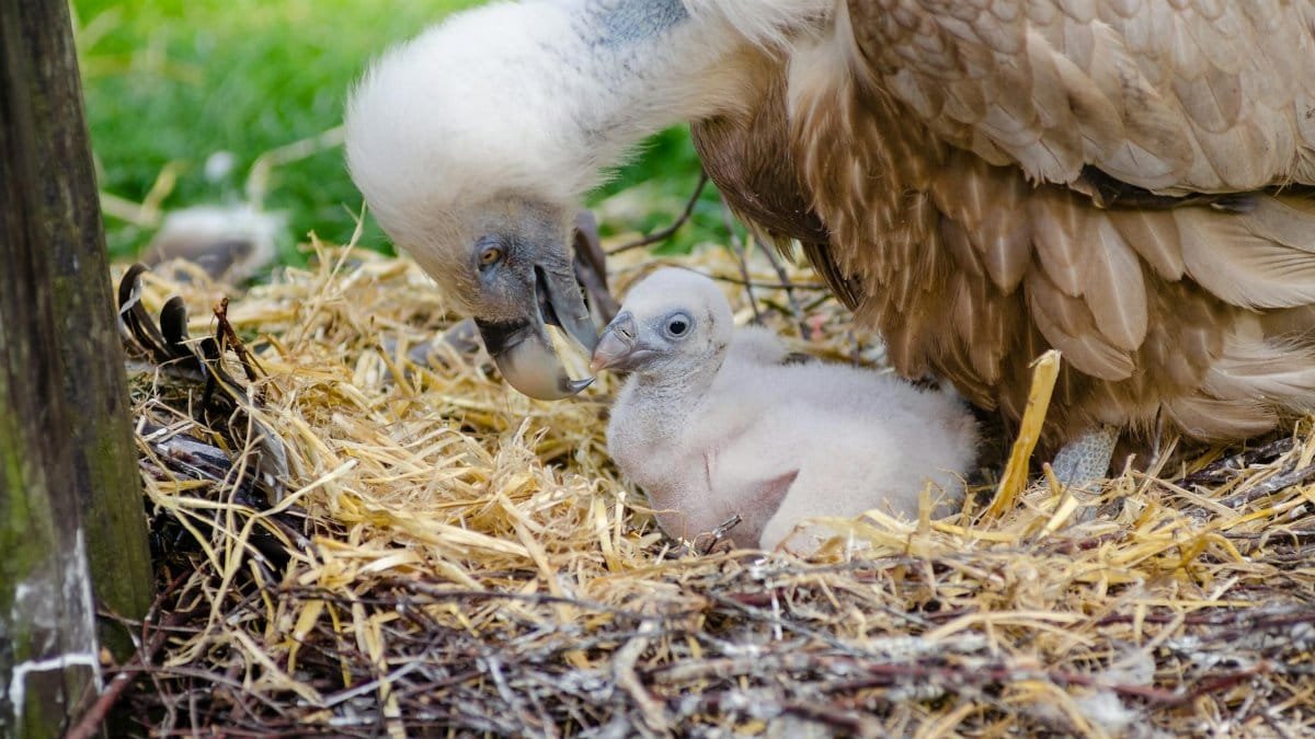 Griffon vulture nurturing its chick at the nest, showcasing wildlife care.
