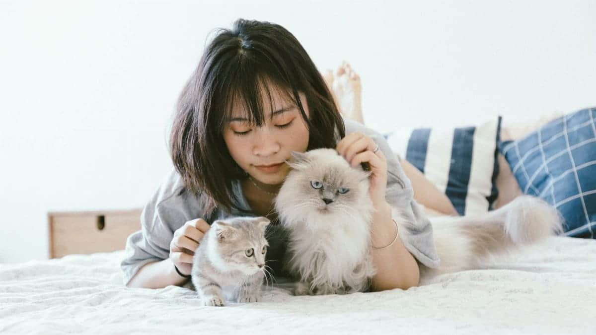 Young Asian woman relaxing on a bed with two fluffy cats in a cozy bedroom.