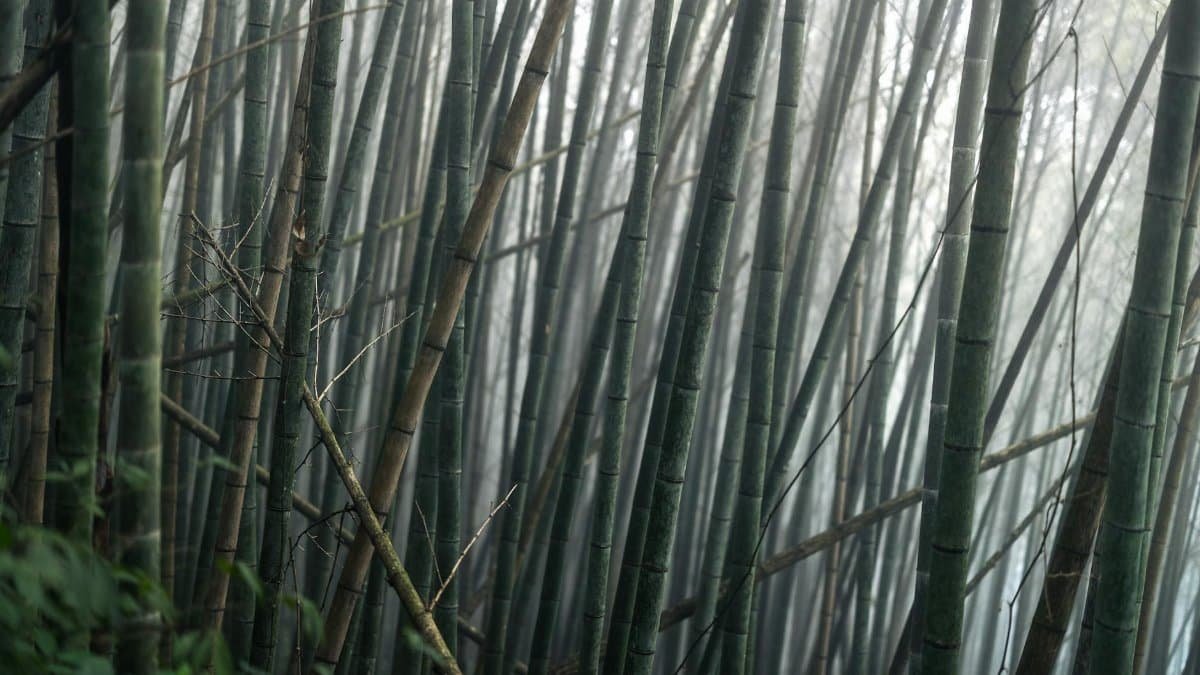 A tranquil view of a dense bamboo forest veiled in atmospheric fog, evoking serenity and natural beauty.