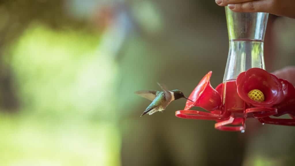 A hummingbird hovers while feeding from a bright red feeder. Brilliant bokeh background.