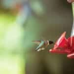 A hummingbird hovers while feeding from a bright red feeder. Brilliant bokeh background.