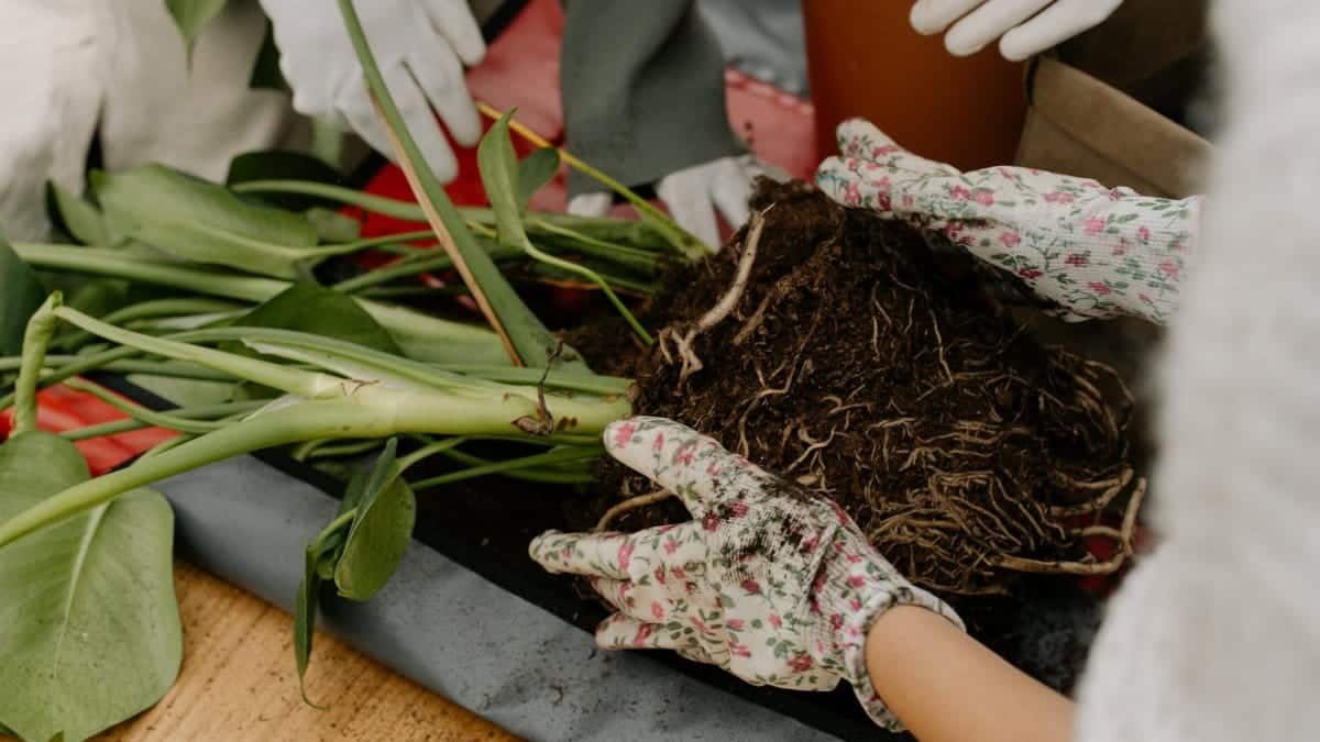 Hands working with soil and roots while repotting a houseplant indoors.