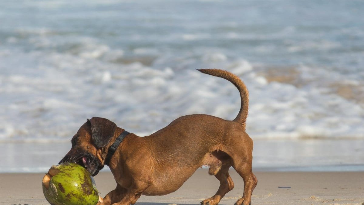 A dachshund plays with a coconut on a sandy beach in Rio de Janeiro, Brazil.