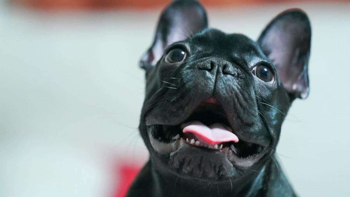 Close-up of a cute black French Bulldog puppy with a playful expression captured indoors.