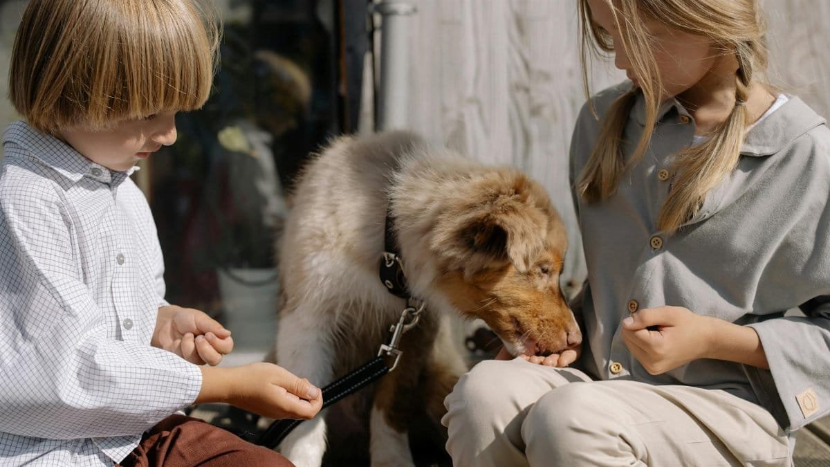 Two children feeding a dog in a sunny outdoor setting, promoting friendship and bonding.