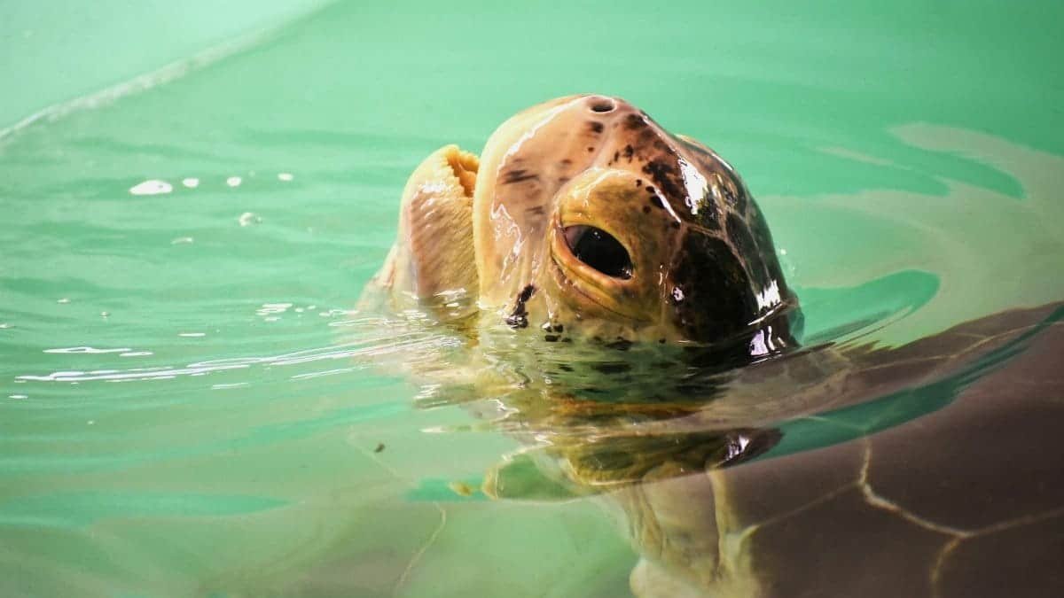 Close-up of a sea turtle peeking above the water surface in a pool.