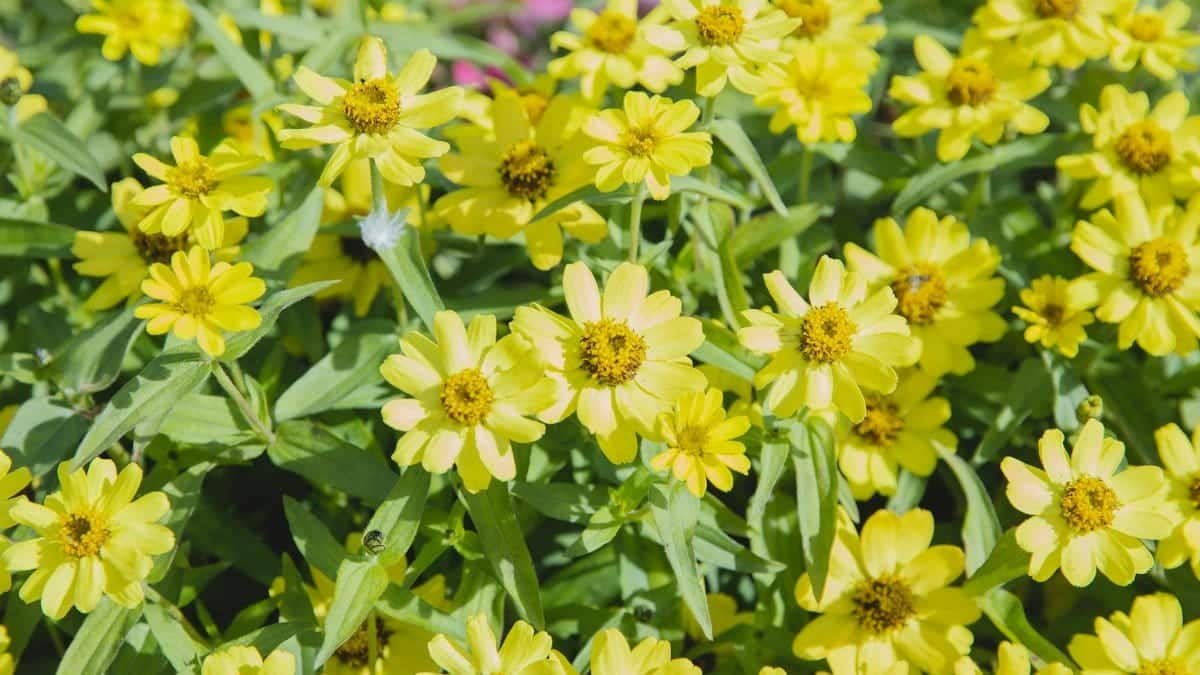 Abundance of tender zinnia flowers with yellow petals and green leaves growing in park with different plants on blurred background