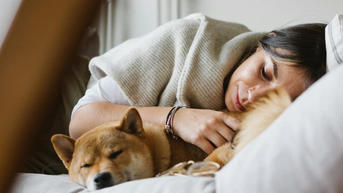 A woman and her Akita Inu resting peacefully on a couch, capturing the essence of comfort and companionship.