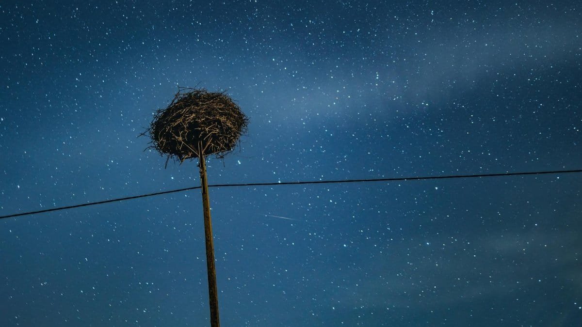 A stork nest atop an electric pole beneath a clear starry night sky in Poland.