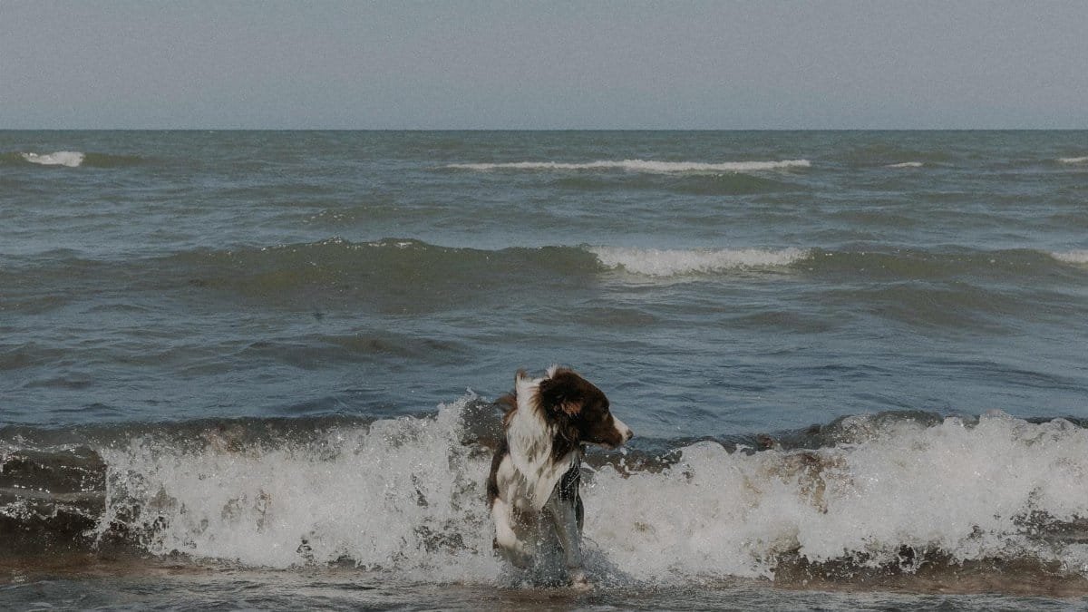 A joyful dog jumps through the ocean waves on a sunny day.