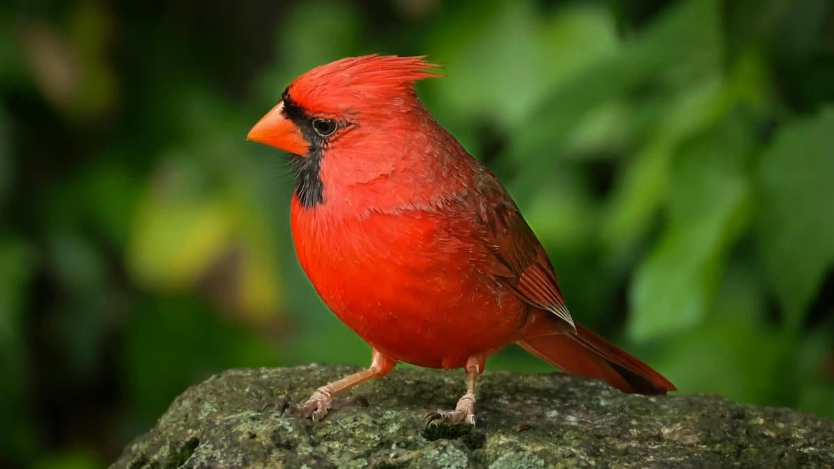 Northern Red Cardinal. Noon. May 18, 2025. Darien, CT