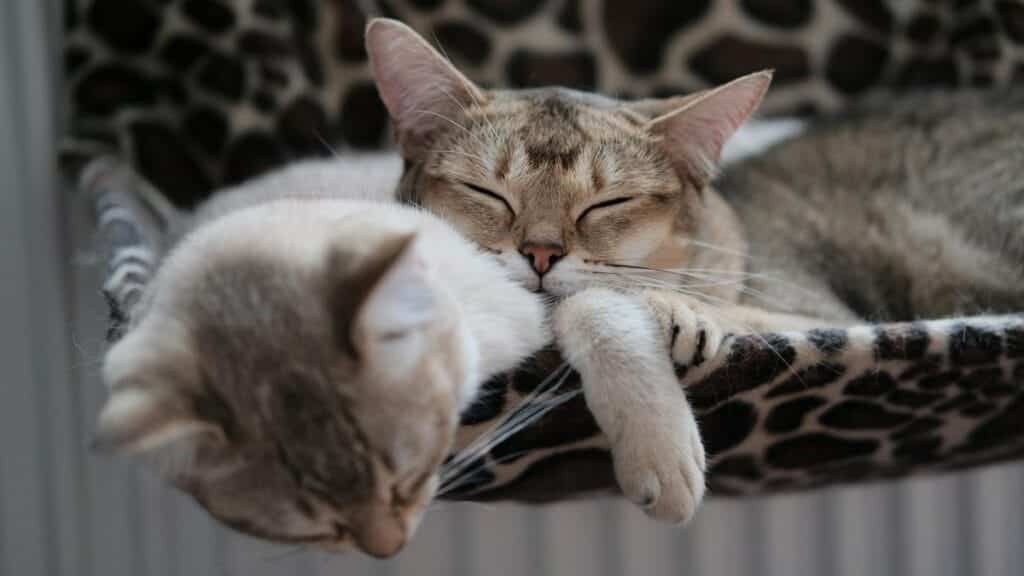 Two domestic tabby cats resting peacefully on a patterned hammock indoors, exuding warmth and coziness.