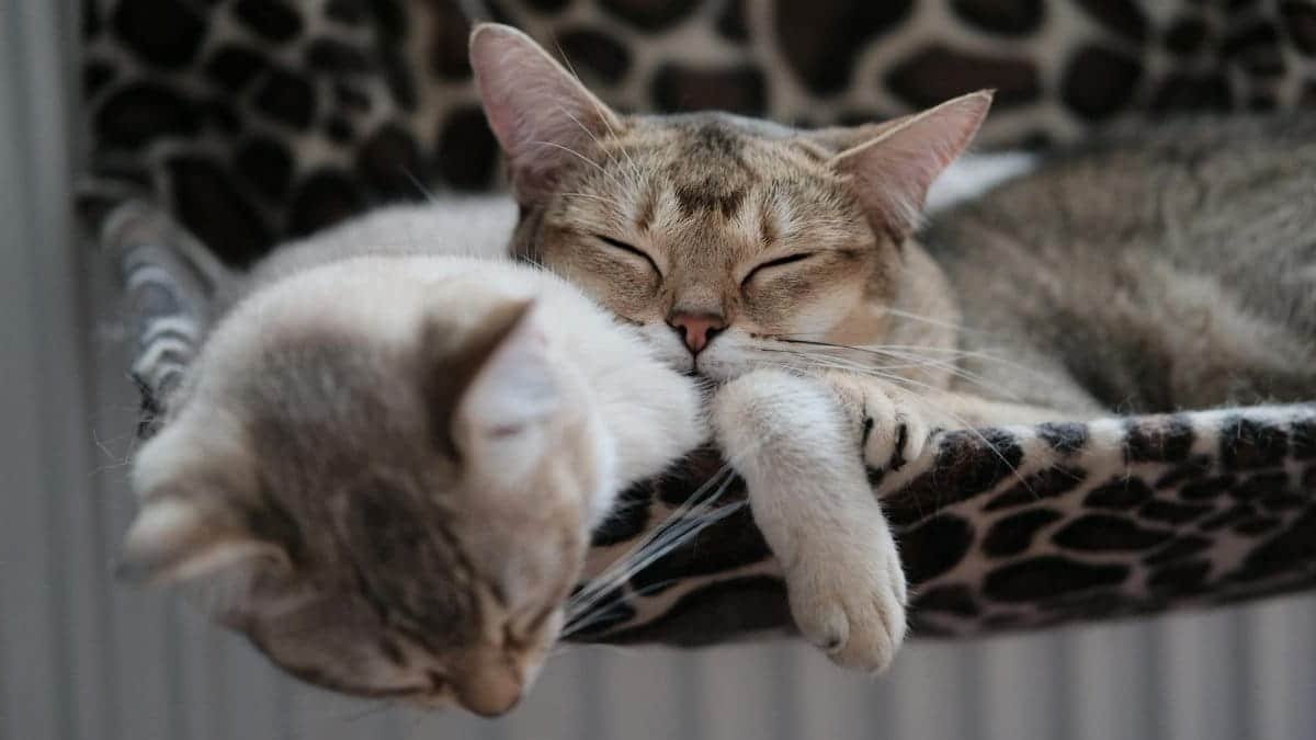 Two domestic tabby cats resting peacefully on a patterned hammock indoors, exuding warmth and coziness.