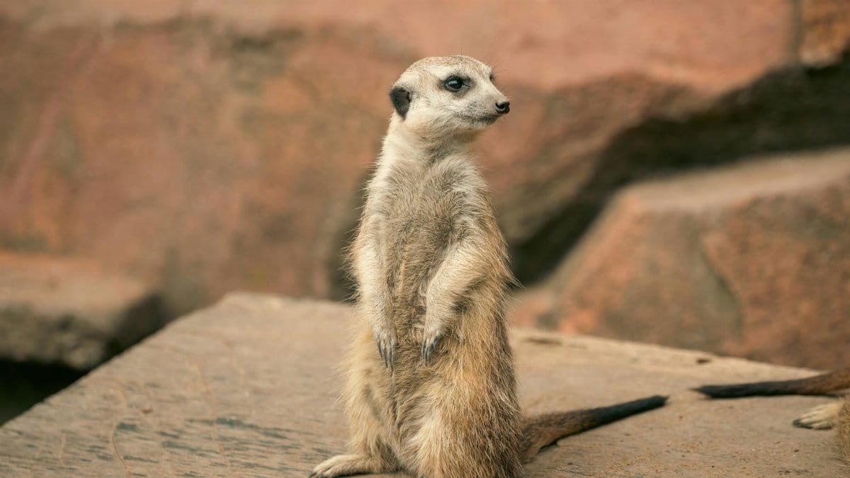 A curious meerkat stands on a rock, attentively surveying its surroundings.