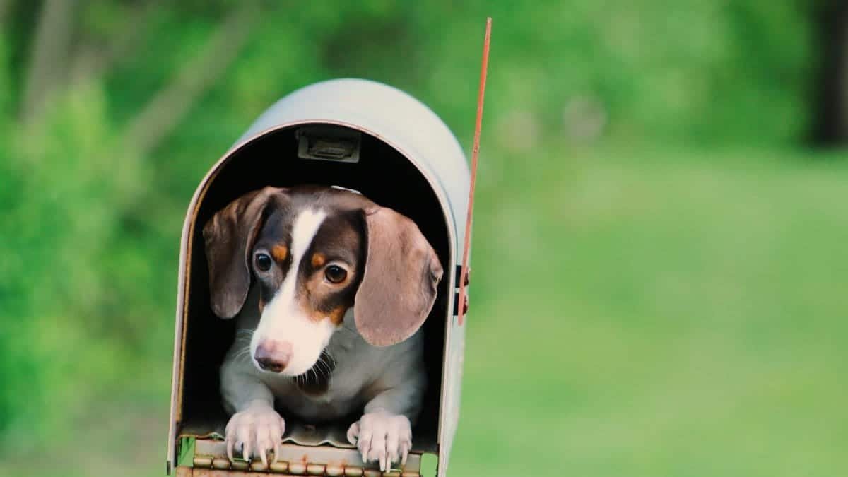 Adorable dachshund puppy peeking out of a mailbox on a bright, sunny day.