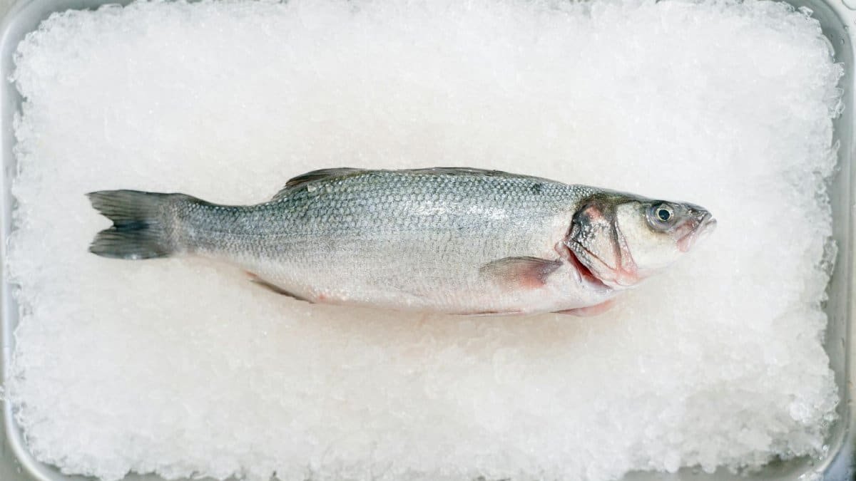 Top view of fresh whole fish placed on ice in a metal container, perfect for seafood concepts.