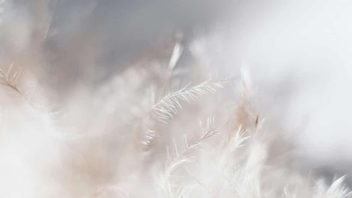 Delicate white feather in soft focus, creating an airy, bright, and ethereal abstract background.