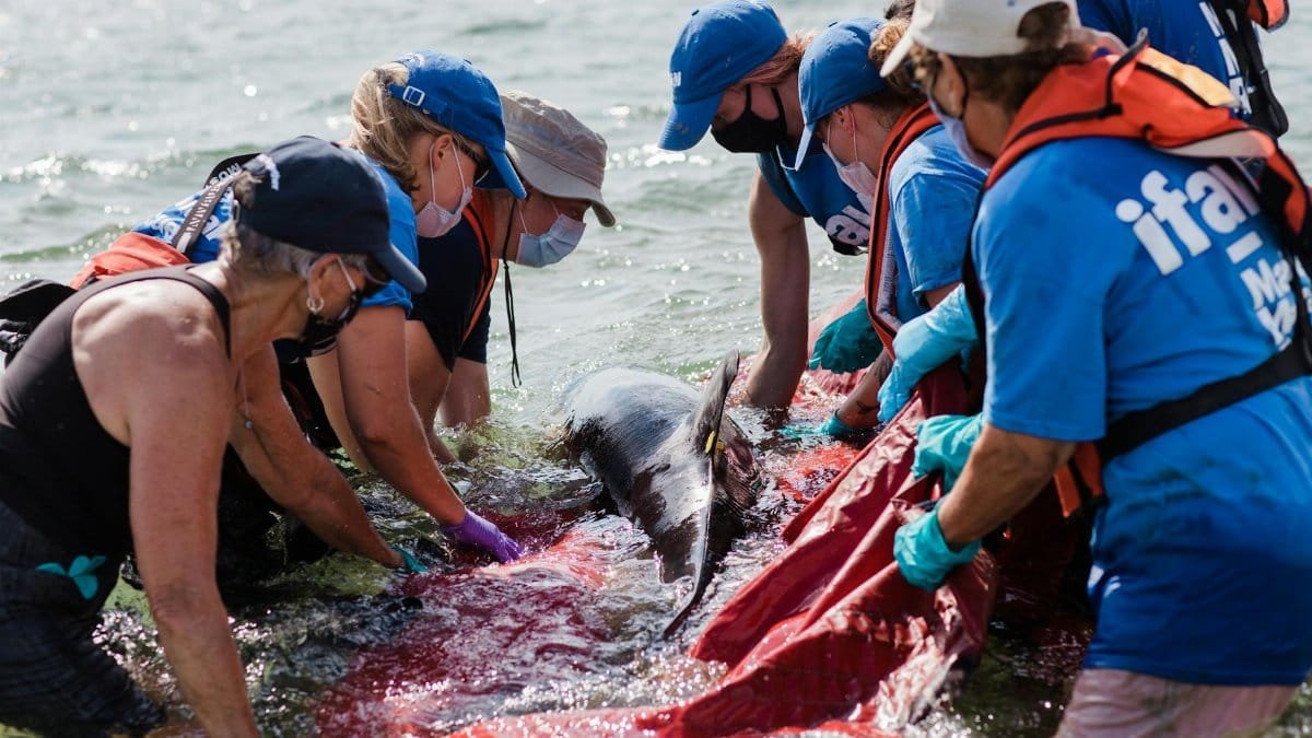 Volunteers work together to release a dolphin back into the ocean at Cape Cod, showcasing marine life rescue efforts.