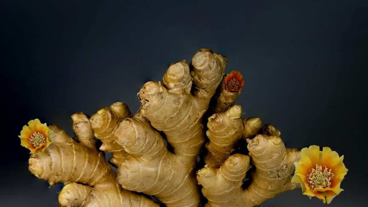 A dramatic still life of ginger root adorned with colorful flowers.