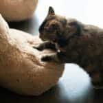 Tabby cat kneading a plush toy indoors, showcasing playful and endearing behavior.