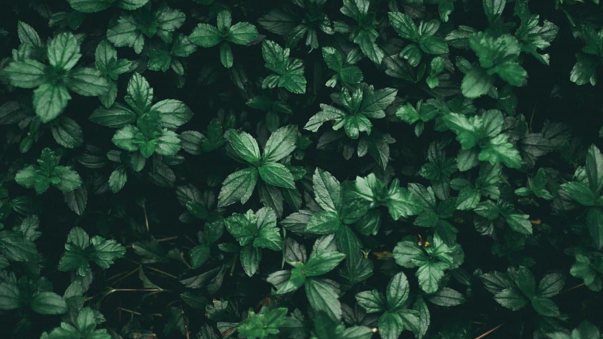 Dense cluster of vibrant green mint plants offering a rich nature background.