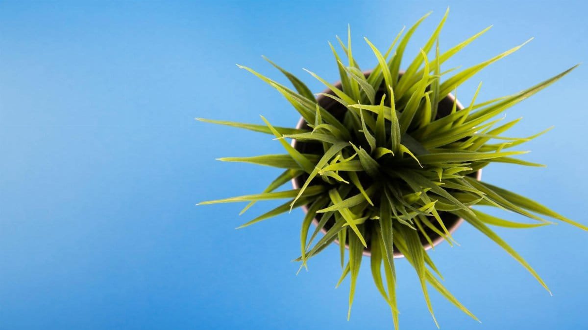 Vibrant top-down view of a potted plant against a bright blue backdrop.